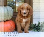 Small #2 Goldendoodle (Miniature)
