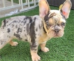 Small #3 French Bulldog