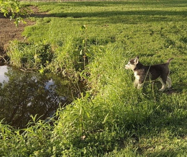 Medium Photo #46 Siberian Husky Puppy For Sale in ALTON, IL, USA