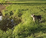 Small Photo #46 Siberian Husky Puppy For Sale in ALTON, IL, USA