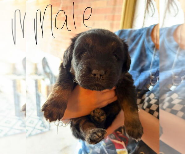 Medium Photo #1 Golden Retriever-Unknown Mix Puppy For Sale in Grafton, WI, USA