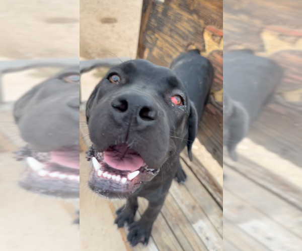 Medium Photo #2 Mutt Puppy For Sale in Goodyear, AZ, USA