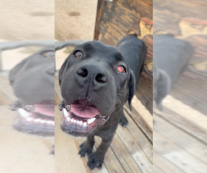 Donut - I was adopted! - Female Mutt Dog for Adoption - Photo #2