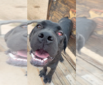 Small Photo #2 Mutt Puppy For Sale in Goodyear, AZ, USA
