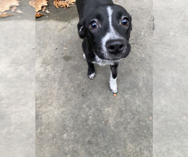 Medium Photo #1 Mutt Puppy For Sale in Elmsford, NY, USA