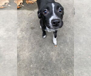 Mutt Dogs for adoption in Elmsford, NY, USA