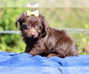 Poodle (Toy)-YorkiePoo Mix Puppy for sale in DYERSBURG, TN, USA