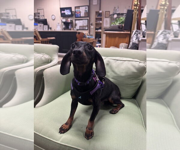 Medium Photo #3 Dachshund-Unknown Mix Puppy For Sale in Mundelein, IL, USA