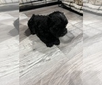 Puppy 3 Maltipoo-Pom-Shi Mix