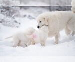 Small #18 Maremma Sheepdog