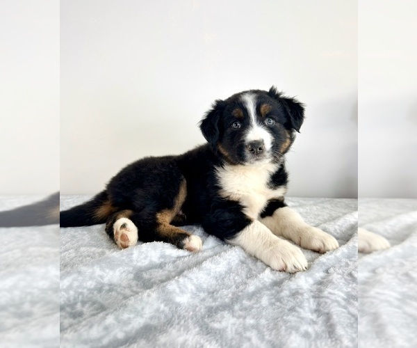 Medium Photo #4 Australian Shepherd Puppy For Sale in GREENFIELD, IN, USA