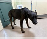 Small Labrador Retriever Mix