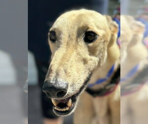 Greyhound Dogs for adoption in Cherry Hill, NJ, USA
