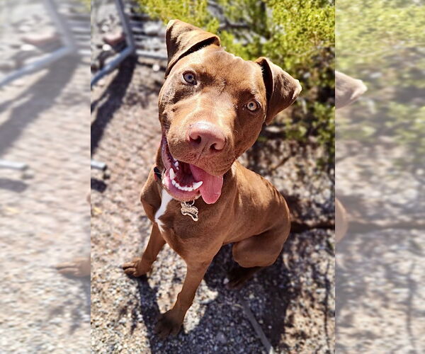 Medium Photo #4 Chocolate Labrador retriever-Unknown Mix Puppy For Sale in Williamsburg, NM, USA