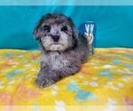 Small Photo #1 Goldendoodle-Poodle (Toy) Mix Puppy For Sale in BLACK FOREST, CO, USA