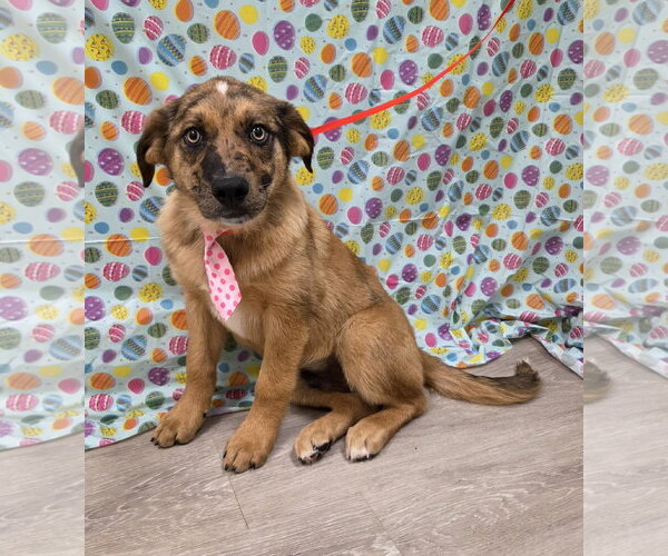 Medium Photo #2 Australian Retriever Puppy For Sale in Attalka, AL, USA
