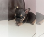 Small #1 French Bulldog