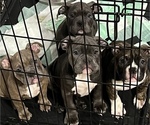 Small Photo #2 American Bully Puppy For Sale in EFFINGHAM, SC, USA