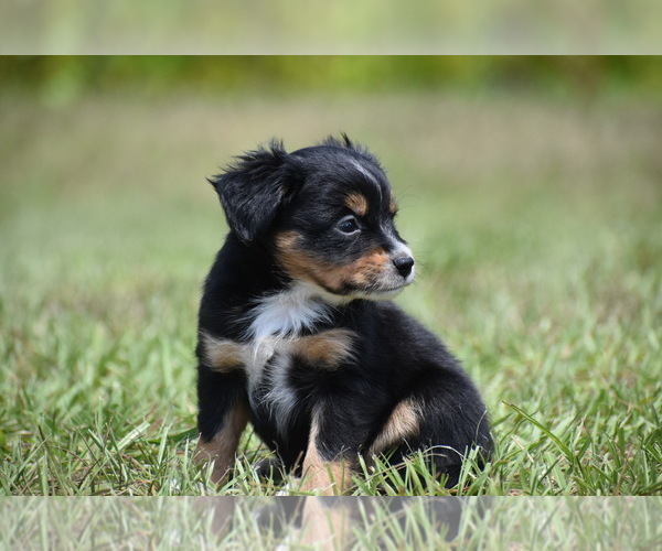 Medium Photo #4 Miniature American Shepherd Puppy For Sale in PALM COAST, FL, USA