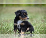 Small #3 Miniature American Shepherd