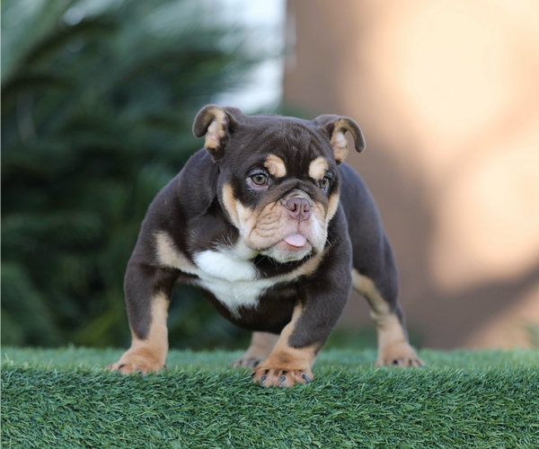 Medium Photo #1 English Bulldog Puppy For Sale in DENVER, CO, USA