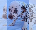 Small Photo #8 Dalmatian Puppy For Sale in CAPE MAY COURT HOUSE, NJ, USA