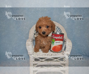 Poodle (Toy) Puppy for sale in SANGER, TX, USA