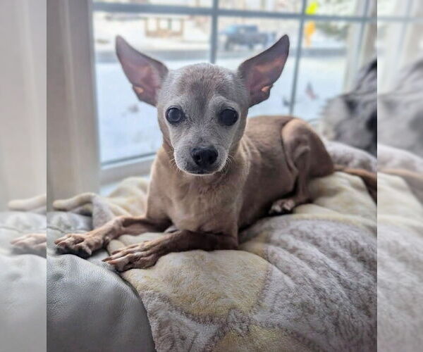 Medium Photo #3 Chihuahua Puppy For Sale in Caldwell, NJ, USA