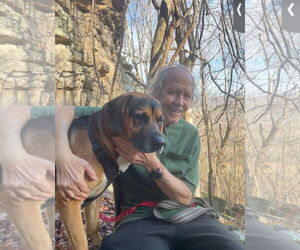English Mastweiler Dogs for adoption in Harrison, AR, USA
