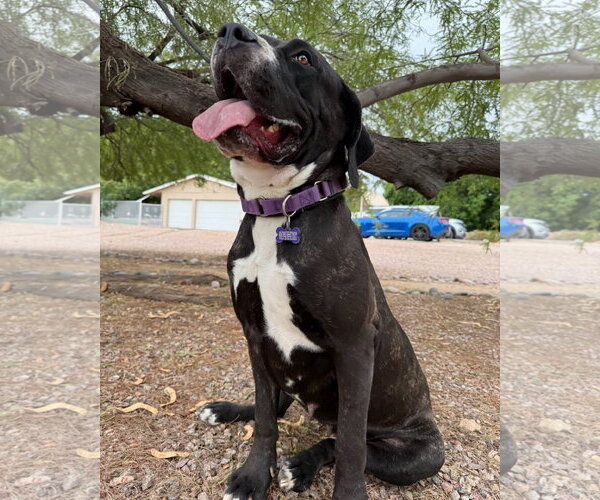 Medium Photo #1 Mutt Puppy For Sale in Goodyear, AZ, USA