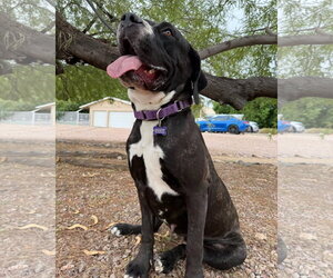 Mutt Dogs for adoption in Goodyear, AZ, USA