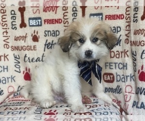 Great Pyrenees Puppy for sale in LAKELAND, FL, USA