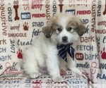 Small Photo #1 Great Pyrenees Puppy For Sale in LAKELAND, FL, USA