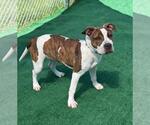 Small #3 American Pit Bull Terrier