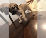 Small Photo #2 Great Dane Puppy For Sale in SURPRISE, AZ, USA