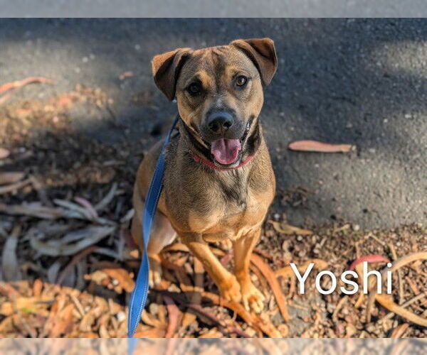 Medium Photo #3 German Shepherd Dog-Unknown Mix Puppy For Sale in McKinleyville, CA, USA