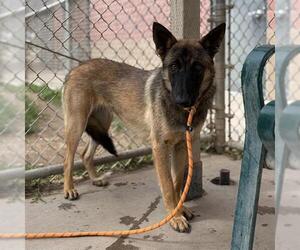 German Shepherd Dog-Unknown Mix Dogs for adoption in Modesto, CA, USA