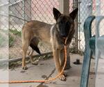 Small German Shepherd Dog Mix