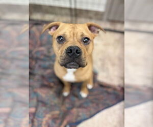 Brady - Male Bullboxer Pit Dog for Adoption - Photo #2