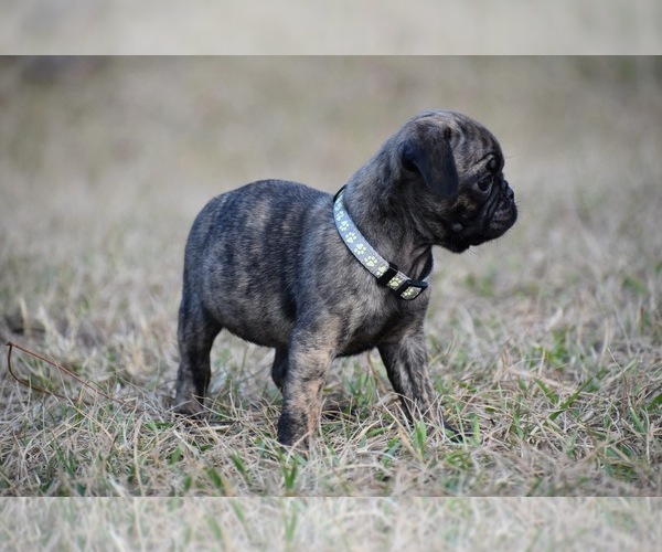 Medium Photo #6 Pug Puppy For Sale in PALM COAST, FL, USA