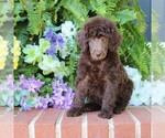 Puppy Bambi Poodle (Standard)