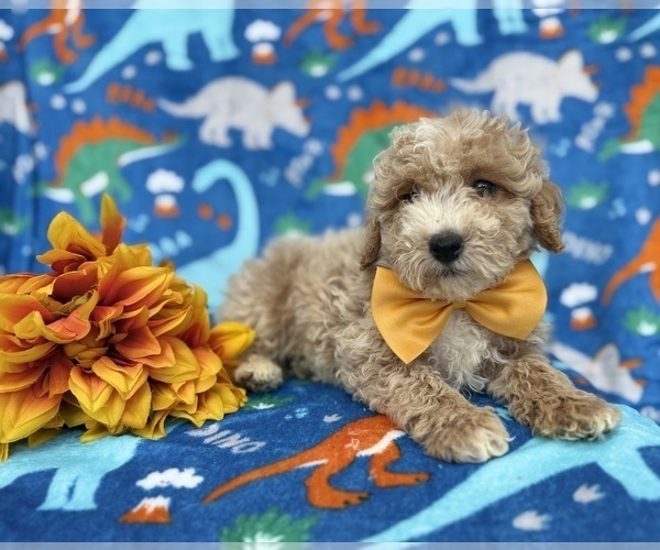 Medium Photo #3 Cock-A-Poo Puppy For Sale in LAKELAND, FL, USA