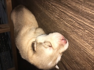 Siberian Husky Puppy for sale in WAYNESVILLE, MO, USA