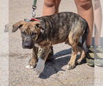 Small #3 Boxer-German Shepherd Dog Mix