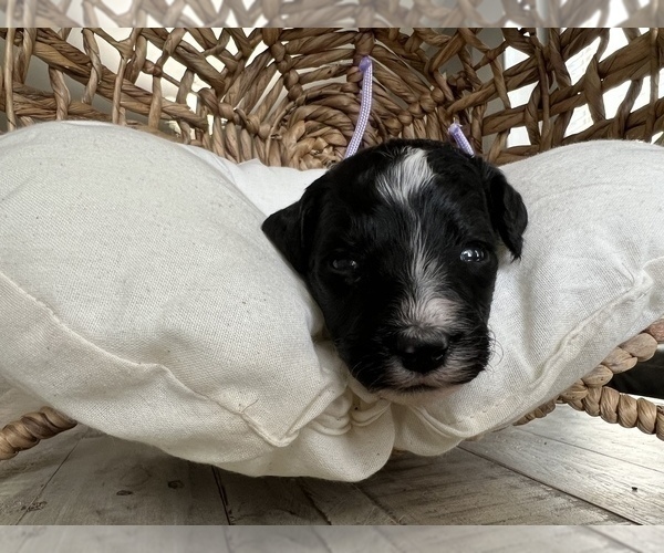 Medium Photo #7 Bernedoodle Puppy For Sale in GILBERT, AZ, USA