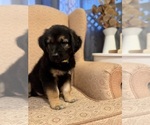 Small #3 Golden Shepherd
