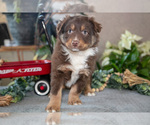 Puppy Dusty Miniature Australian Shepherd