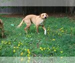 Small Photo #16 Labrador Retriever-Unknown Mix Puppy For Sale in Sebec, ME, USA