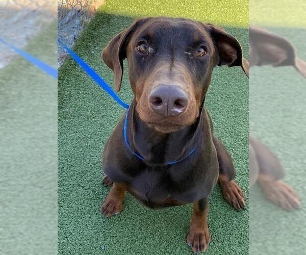 Medium Photo #1 Doberman Pinscher Puppy For Sale in Fayetteville, NC, USA