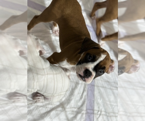 Medium Photo #3 Boxer Puppy For Sale in DELTONA, FL, USA